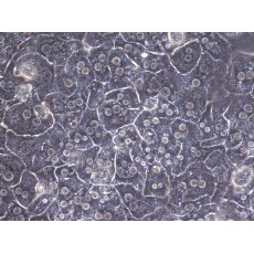 Mouse Hepatocytes